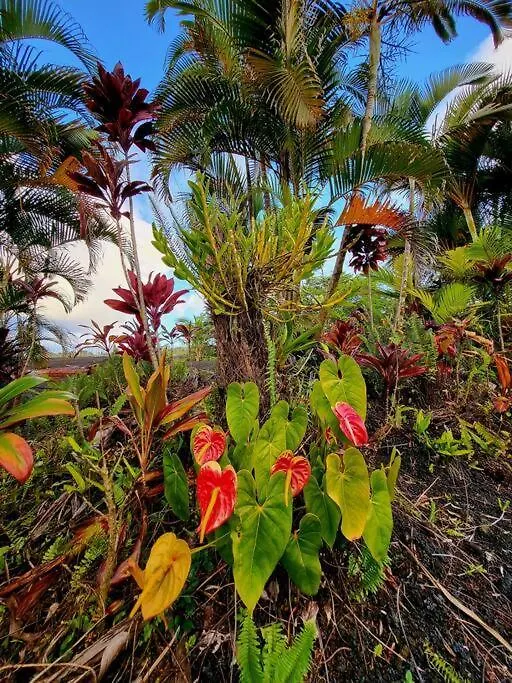Willa Unique Lava House By Steaming Crater Pahoa Dom wakacyjny